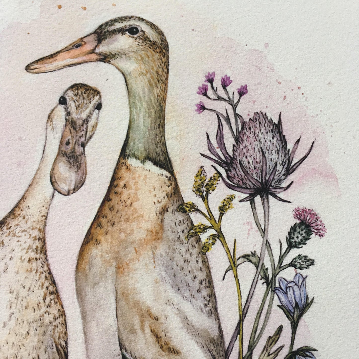 Indian Runner Ducks - Wild Flowers Watercolour Thistles Bird Illustration Fine Art Print - 8x10" 5x7"