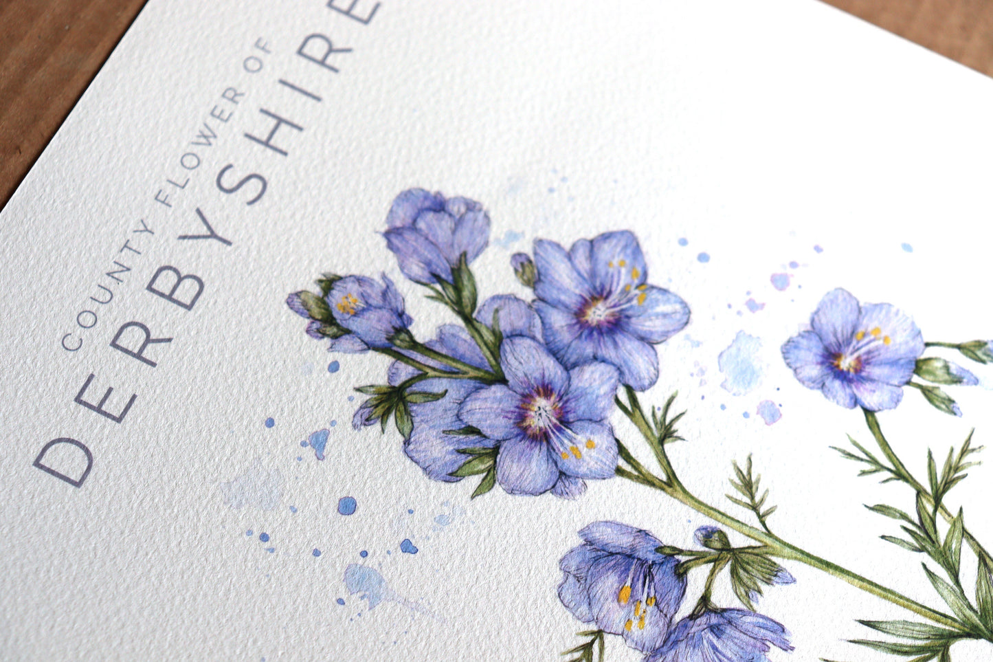 Watercolour Jacob's Ladder, County Flower Of Derbyshire Print, Botanical Floral Painting Poster, Wildflower Art Illustration A4 Print