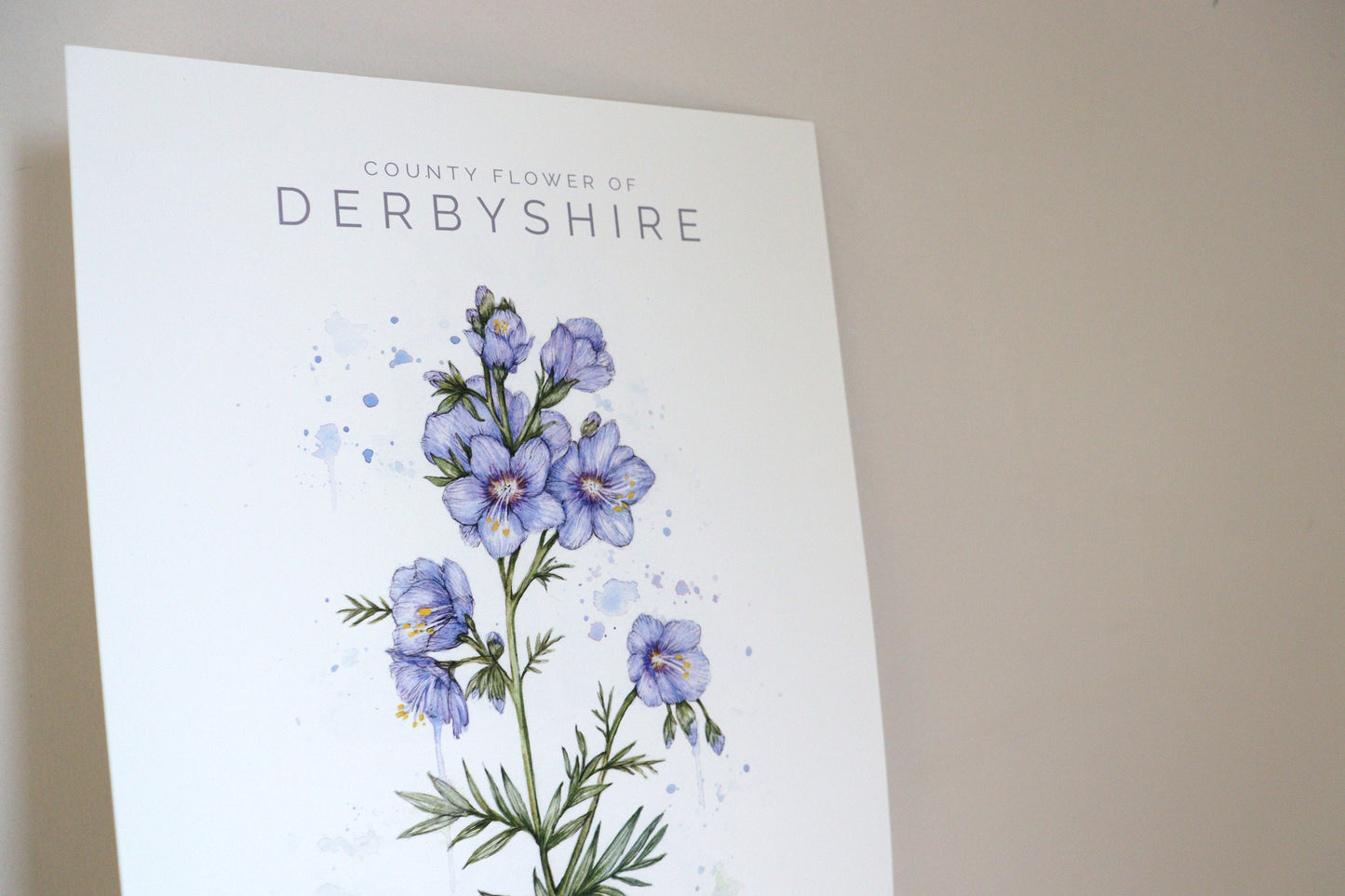 Watercolour Jacob's Ladder, County Flower Of Derbyshire Print, Botanical Floral Painting Poster, Wildflower Art Illustration A4 Print