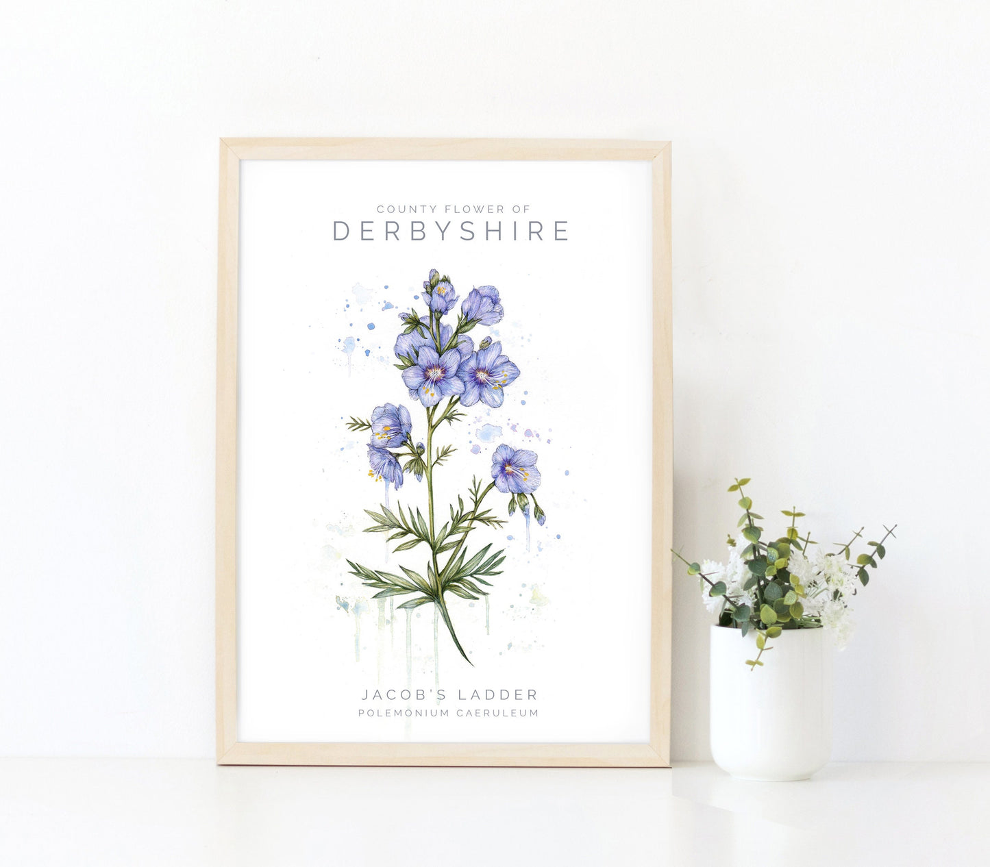 Watercolour Jacob's Ladder, County Flower Of Derbyshire Print, Botanical Floral Painting Poster, Wildflower Art Illustration A4 Print