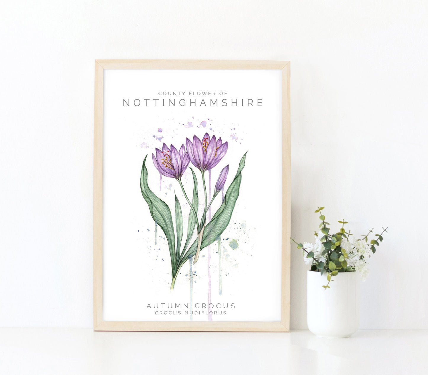 Autumn Crocus, County Flower Of Nottinghamshire, Botanical Watercolour Art Print A4
