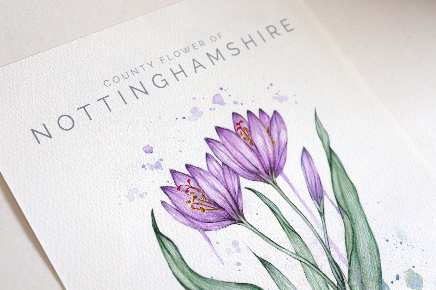 Autumn Crocus, County Flower Of Nottinghamshire, Botanical Watercolour Art Print A4