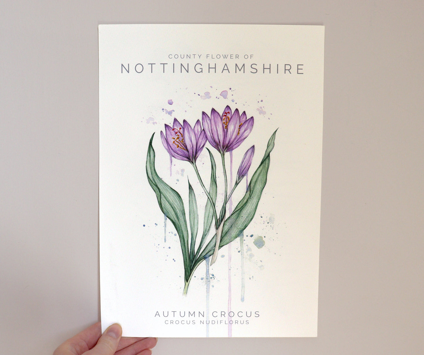 Autumn Crocus, County Flower Of Nottinghamshire, Botanical Watercolour Art Print A4