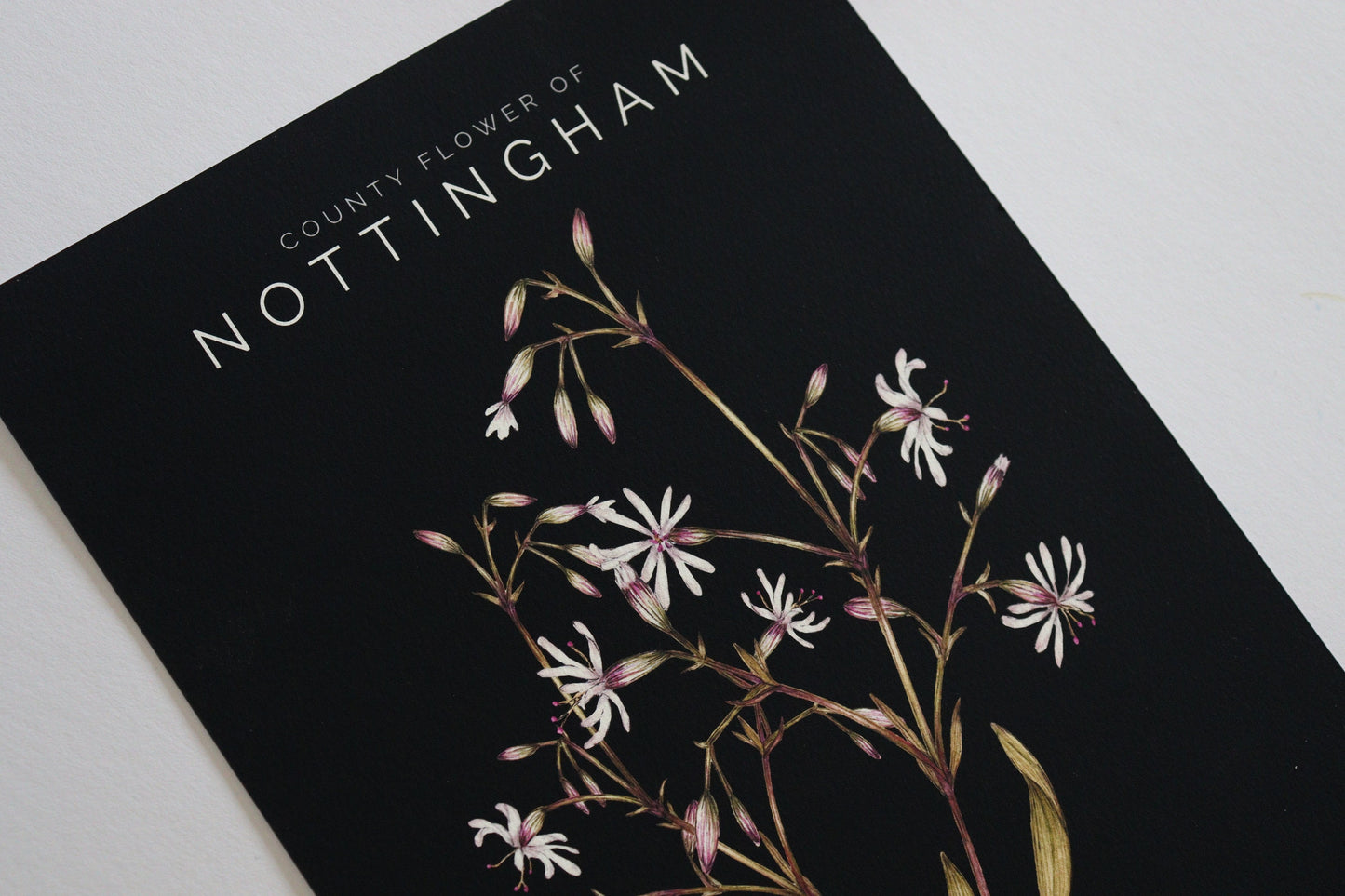 Nottingham Catchfly Watercolour Print, County Flower Of Notts Botanical Floral Poster, Wildflower Art Illustration A4 Giclee Print