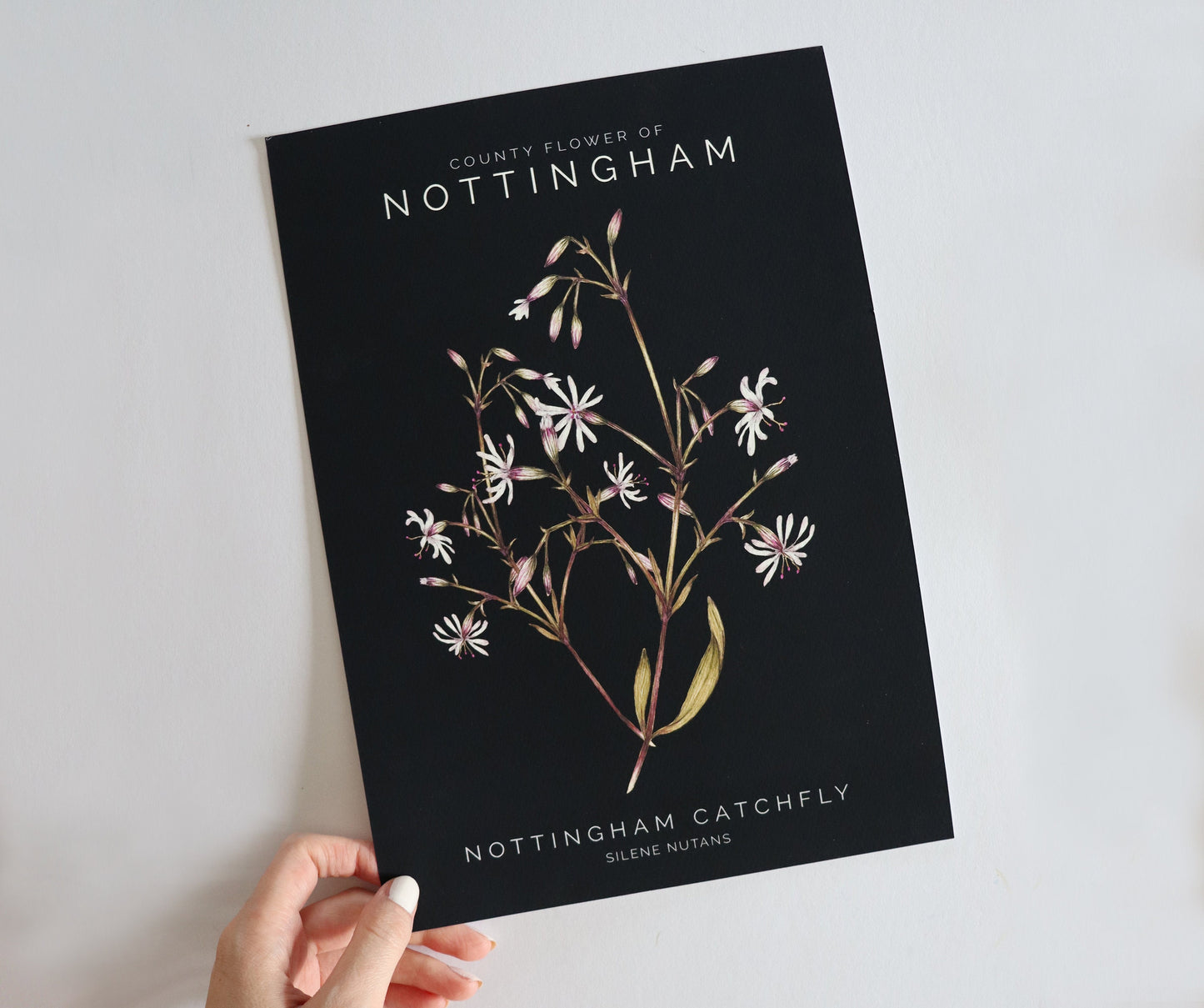 Nottingham Catchfly Watercolour Print, County Flower Of Notts Botanical Floral Poster, Wildflower Art Illustration A4 Giclee Print