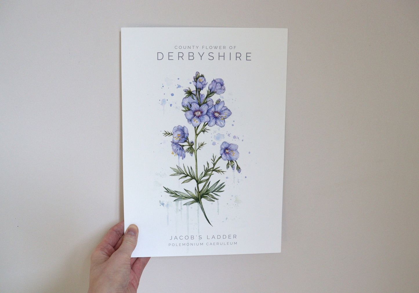 Watercolour Jacob's Ladder, County Flower Of Derbyshire Print, Botanical Floral Painting Poster, Wildflower Art Illustration A4 Print