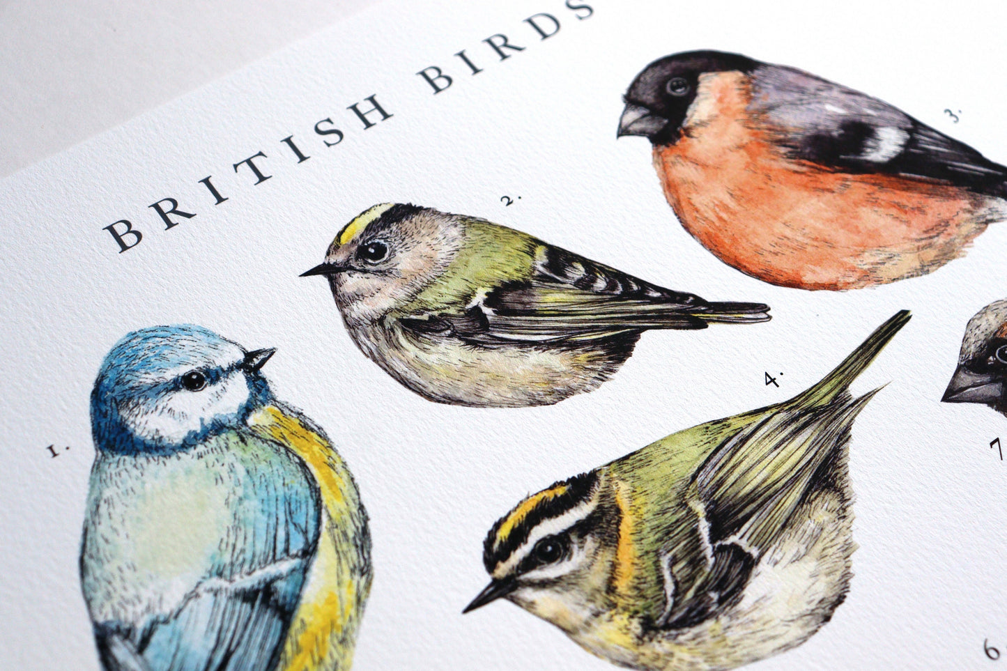 Watercolour British Birds Print, A4 A3 Bird Painting Poster Illustration Gift for Bird Watchers Wall Art