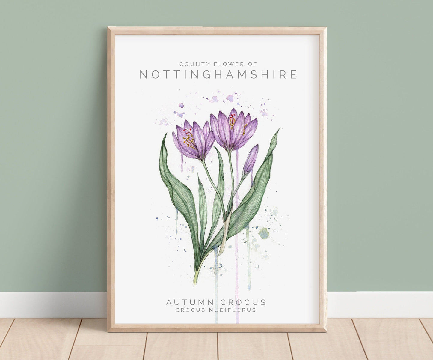 Autumn Crocus, County Flower Of Nottinghamshire, Botanical Watercolour Art Print A4