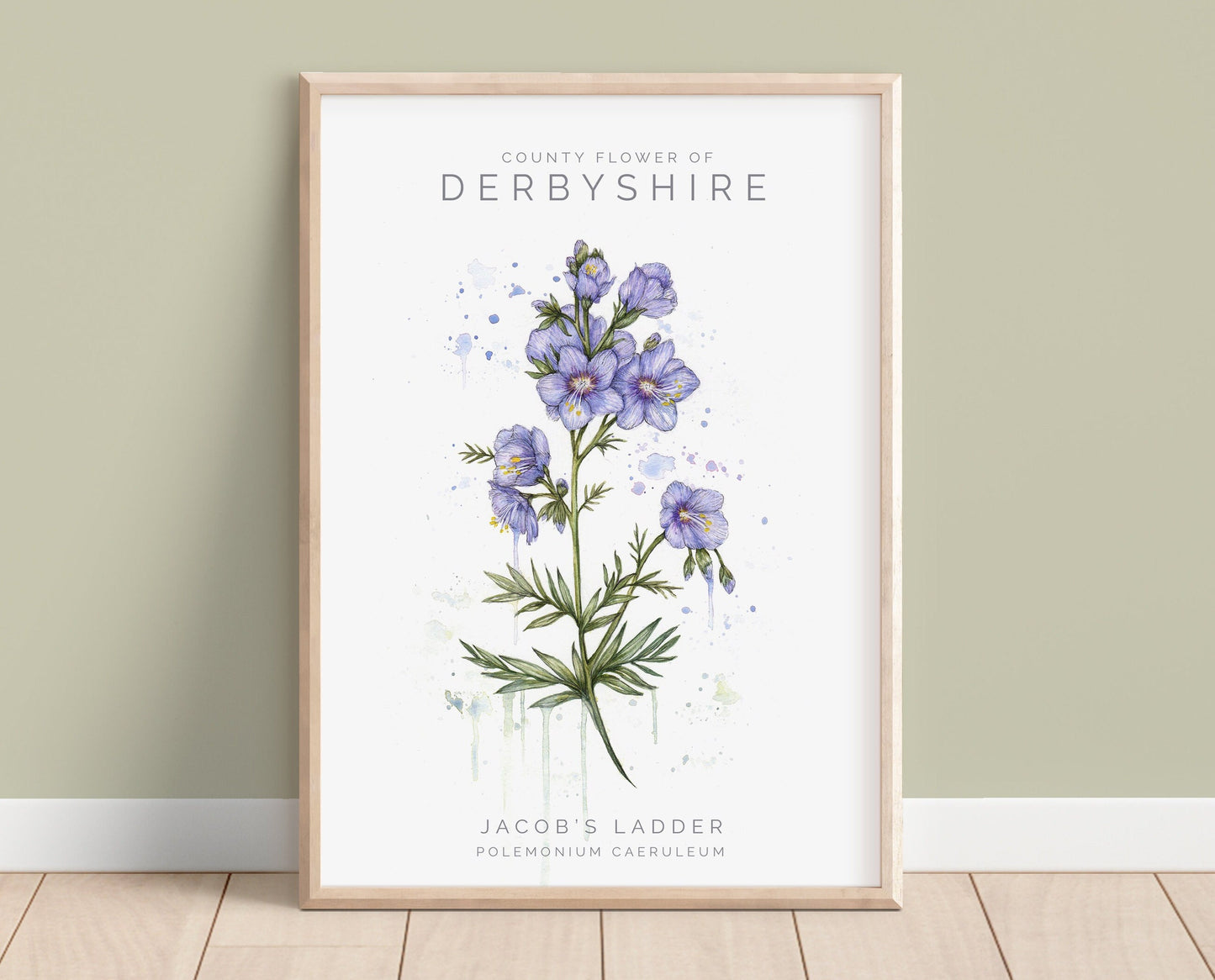 Watercolour Jacob's Ladder, County Flower Of Derbyshire Print, Botanical Floral Painting Poster, Wildflower Art Illustration A4 Print