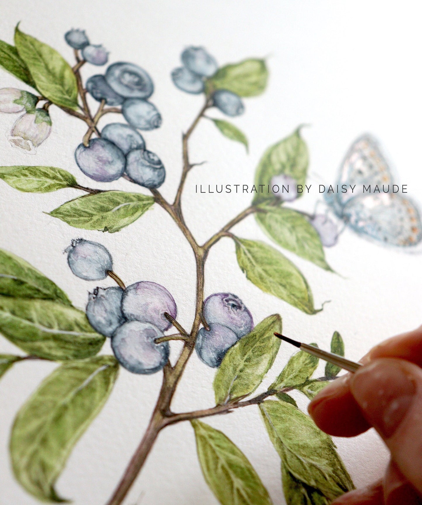 Blueberry Thank you Greetings Card, Watercolour Cute Thank You Illustrated Butterfly A6 5x7 Card