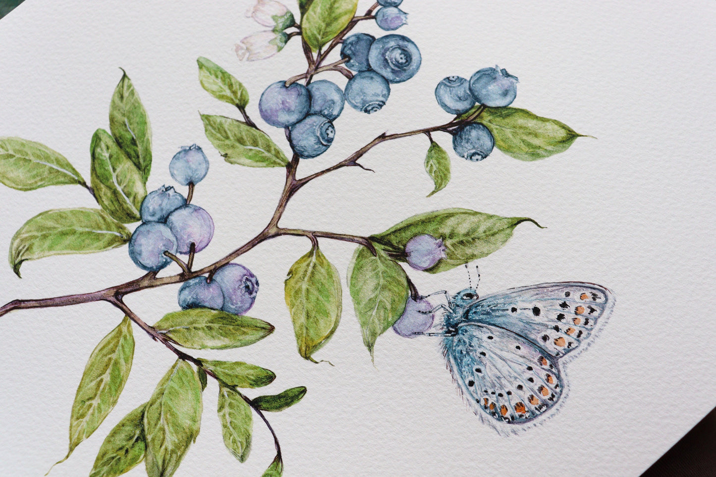 Blueberry Print Botanical Watercolour Butterfly Blueberries Giclee Fine Art Kitchen Print A4