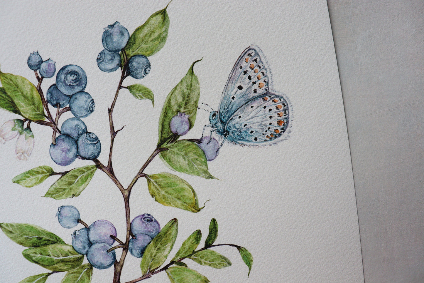 Blueberry Print Botanical Watercolour Butterfly Blueberries Giclee Fine Art Kitchen Print A4