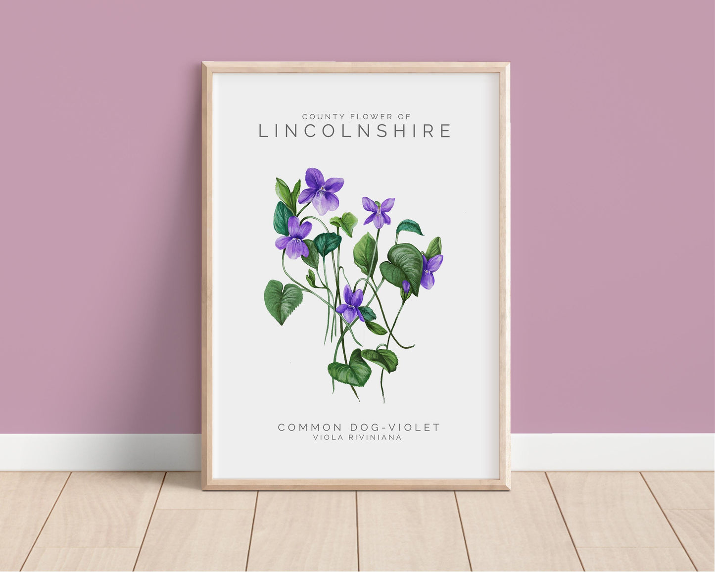 Dog Violet Watercolour Print, County Flower Of Lincolnshire Botanical Floral Poster, Wildflower Art Illustration A4 Giclee Print