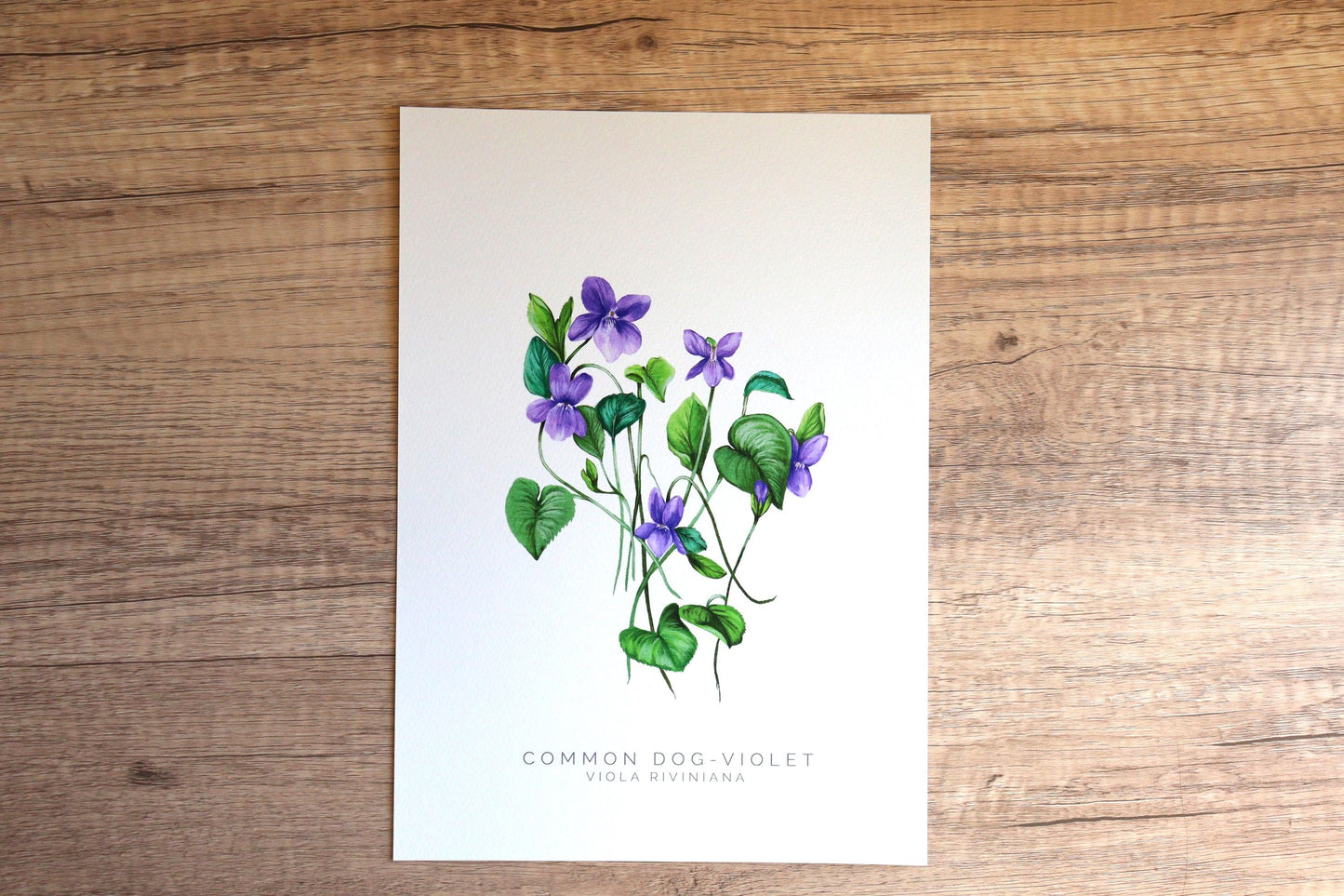 Dog Violet Watercolour Print, County Flower Of Lincolnshire Botanical Floral Poster, Wildflower Art Illustration A4 Giclee Print