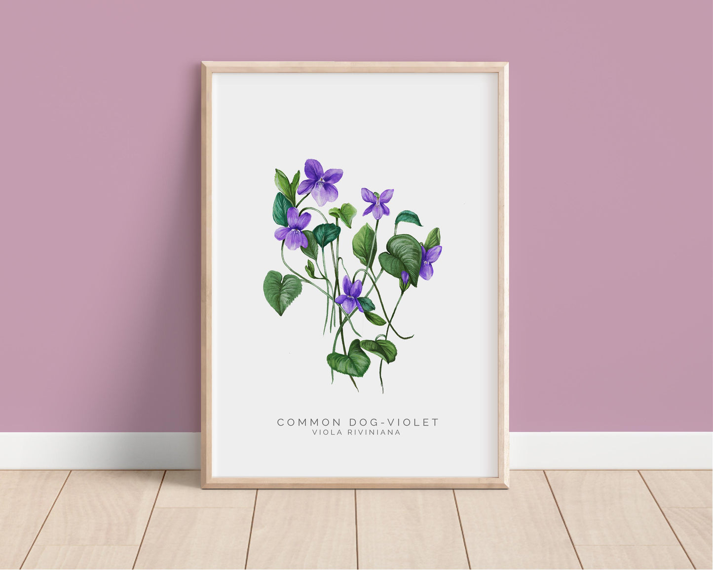 Dog Violet Watercolour Print, County Flower Of Lincolnshire Botanical Floral Poster, Wildflower Art Illustration A4 Giclee Print