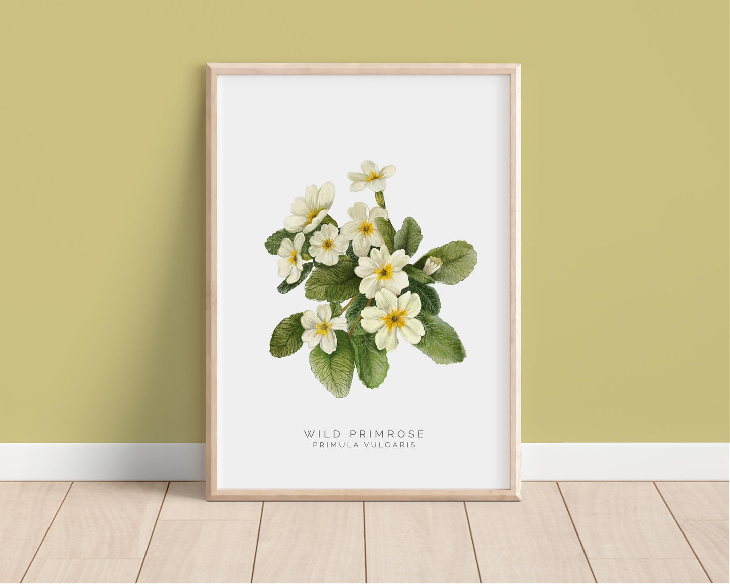 Wild Primrose Watercolour Print, County Flower Of Devon Botanical Floral Poster, Wildflower Art Illustration A4 Giclee Print