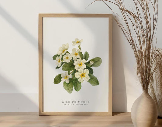 Wild Primrose Watercolour Print, County Flower Of Devon Botanical Floral Poster, Wildflower Art Illustration A4 Giclee Print